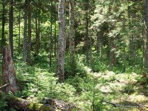 Forest near campsite at Lower South Pond