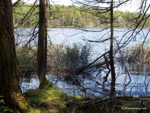 Flooded Lower South Pond shoreline