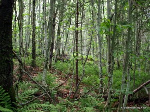 Groping young beech trees on ridgetop