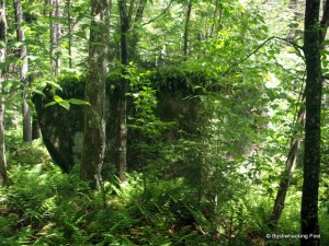 Glacial erratic on way to the carpet spruce swamp