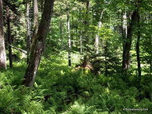 Forest with fern dominated understory