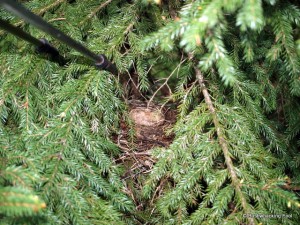 Well-hidden Swainsons Thrush nest