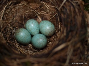 Swainsons Thrush Nest