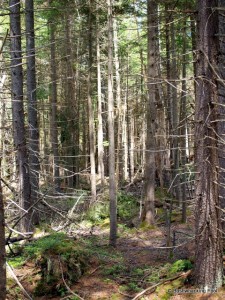 Carpet Spruce Swamp