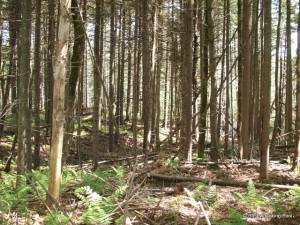 Carpet Spruce Swamp near Ribbon Wetland