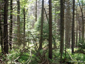 Carpet Spruce Swamp near Ribbon Wetland