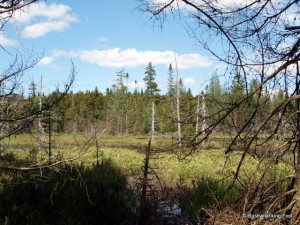 Ribbon Wetland