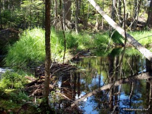 Shabby Beaver Dam