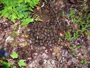 Moose scat along ridge