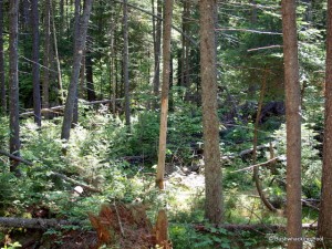 Forest surrounding campsite