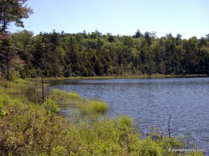 Northern shoreline of  first pond