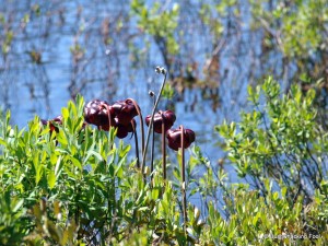 Pitcher plant flowers