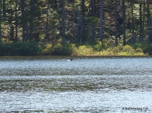 Common loon on first unnamed pond