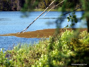 Growing bog mat on unnamed pond