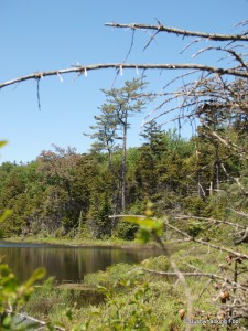 Towering pine overlooking second  pond