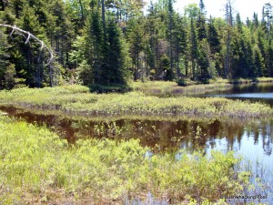 Beaver channel