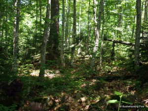 Forest on mountainside