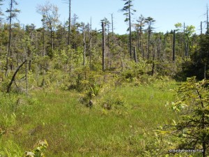 Boggy area along stream