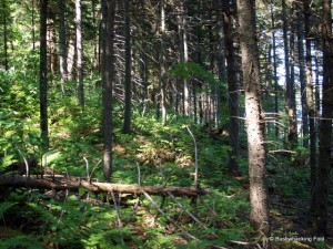 Forest along Crooked Lake's southern bay