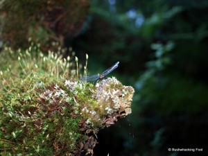 Rescued dragonfly