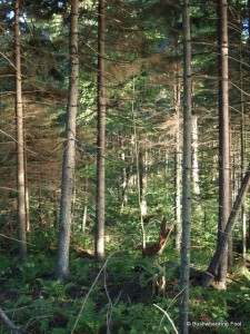 Forest along Crooked Lake