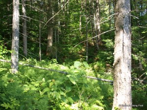 Climbing ridge away from Crooked Lake