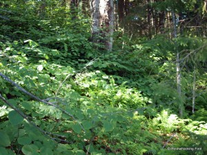 Narrow pond's shoreline