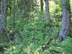 Narrow pond's shoreline