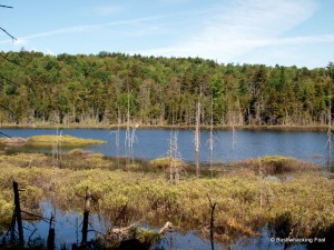 Narrow pond west of Crooked Lake