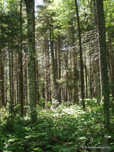 Forest west of narrow pond's outlet