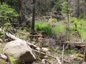 Messy outlet of destination pond