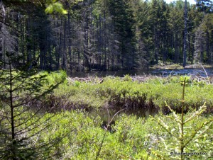 Unnamed pond beaver dam