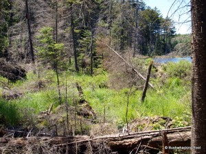 Swampy outlet of unnamed pond