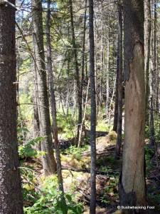 Forest along unnamed pond