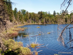 Northwestern shore of unnamed pond