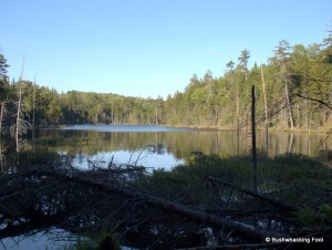 View of pond from western end