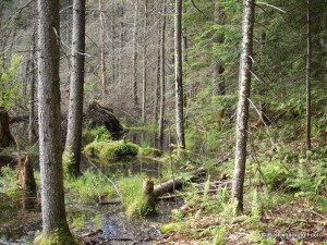 Forest near campsite on unnamed pond