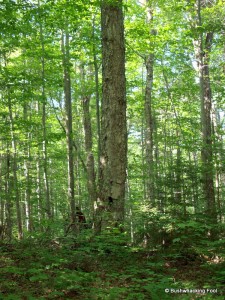 Yellow birch between two unnamed ponds