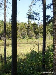 Glimpse of Sitz Pond outlet