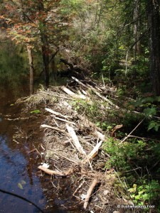 Beaver dam along outlet