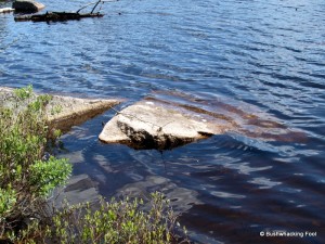 Where deer flies swim with fishies