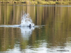 Beaver splashing