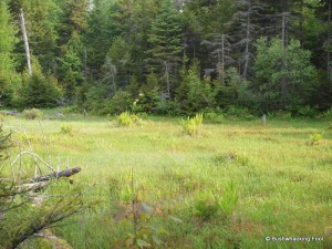 Accidental wetland