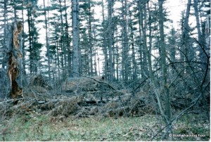 Blowdown near Wolf Pond lean-to 1997