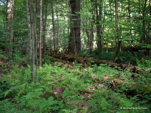 Blowdown at Wolf Pond 2011