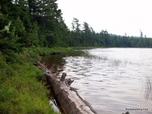 Fallen Tree at Sand Lake 2011