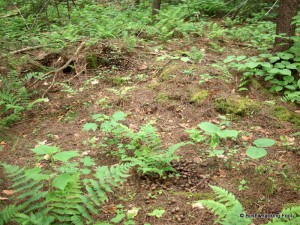 Piles of moose turds