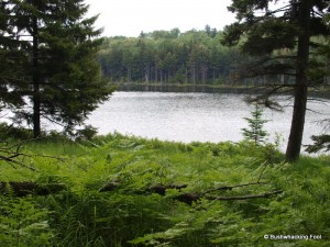 Clearing at Upper South Pond