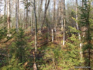 Blowdown hillside south of Cropsey Pond