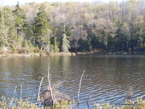 Cropsey Pond from south shore